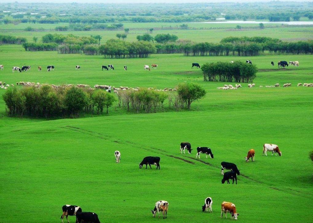 内蒙古：政金企合力助推农牧业高质量发展